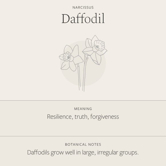 Daffodil March Birth Flower Minimalist Necklace - Picture 6 of 16